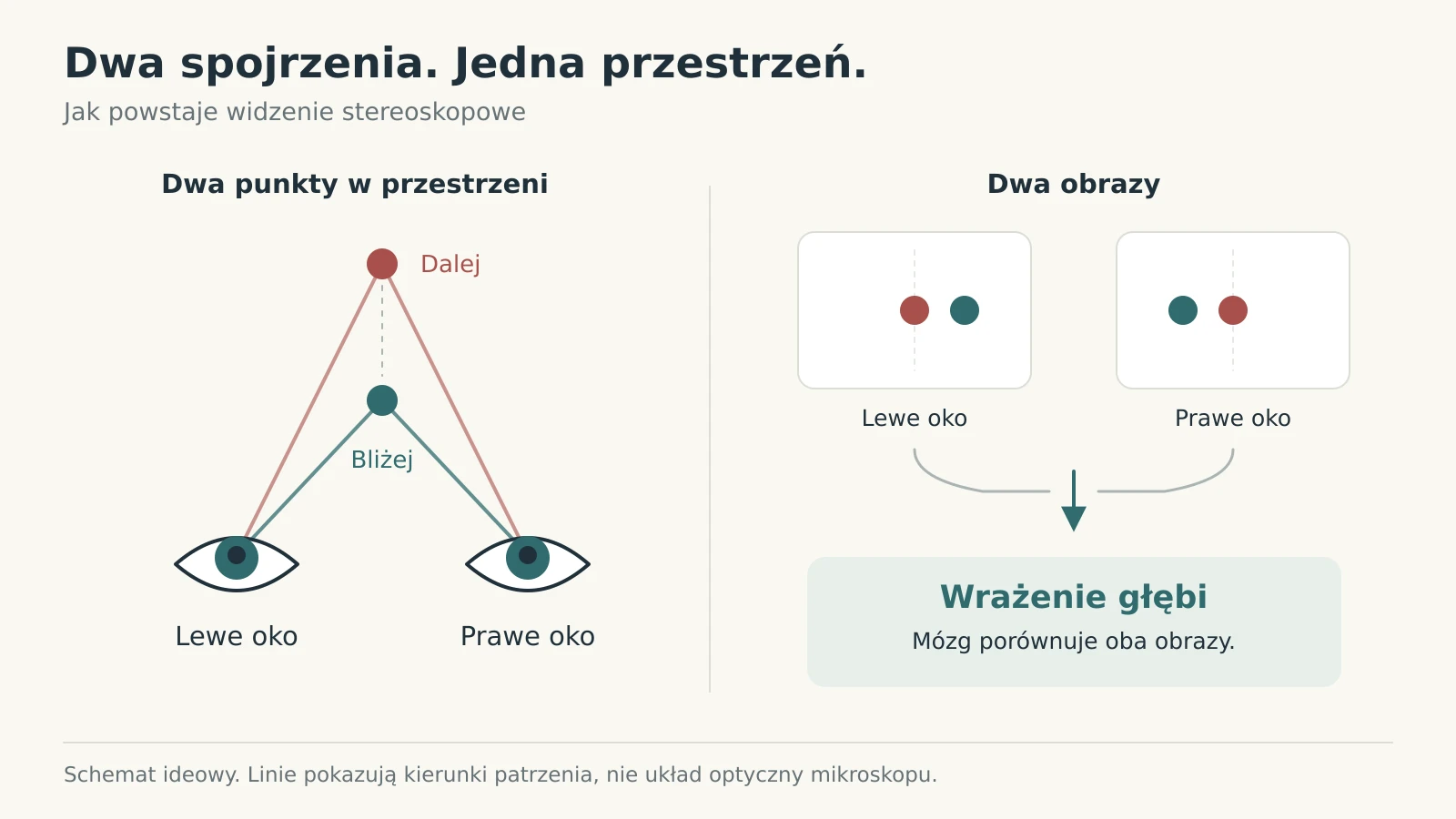 Schemat widzenia stereoskopowego: dwie perspektywy pozwalają ocenić głębię.